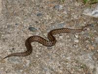 Kreuzotter auf Forststraße - Pöllatal